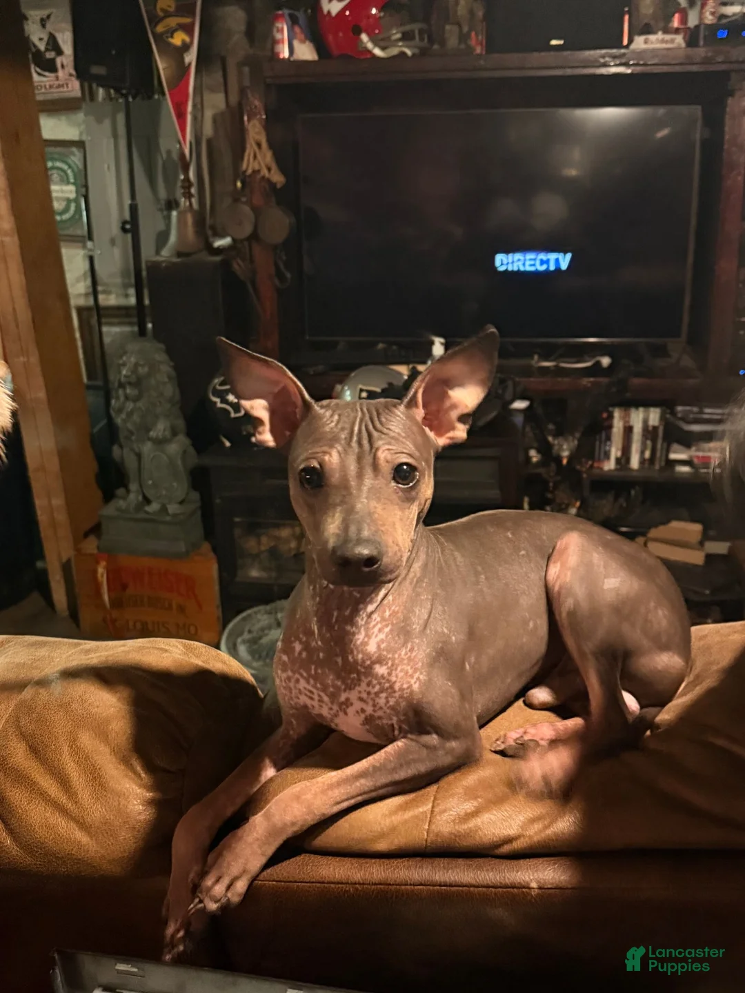 Rat Terrier dogs for sale: Rat Terrier 1 - Ad 1