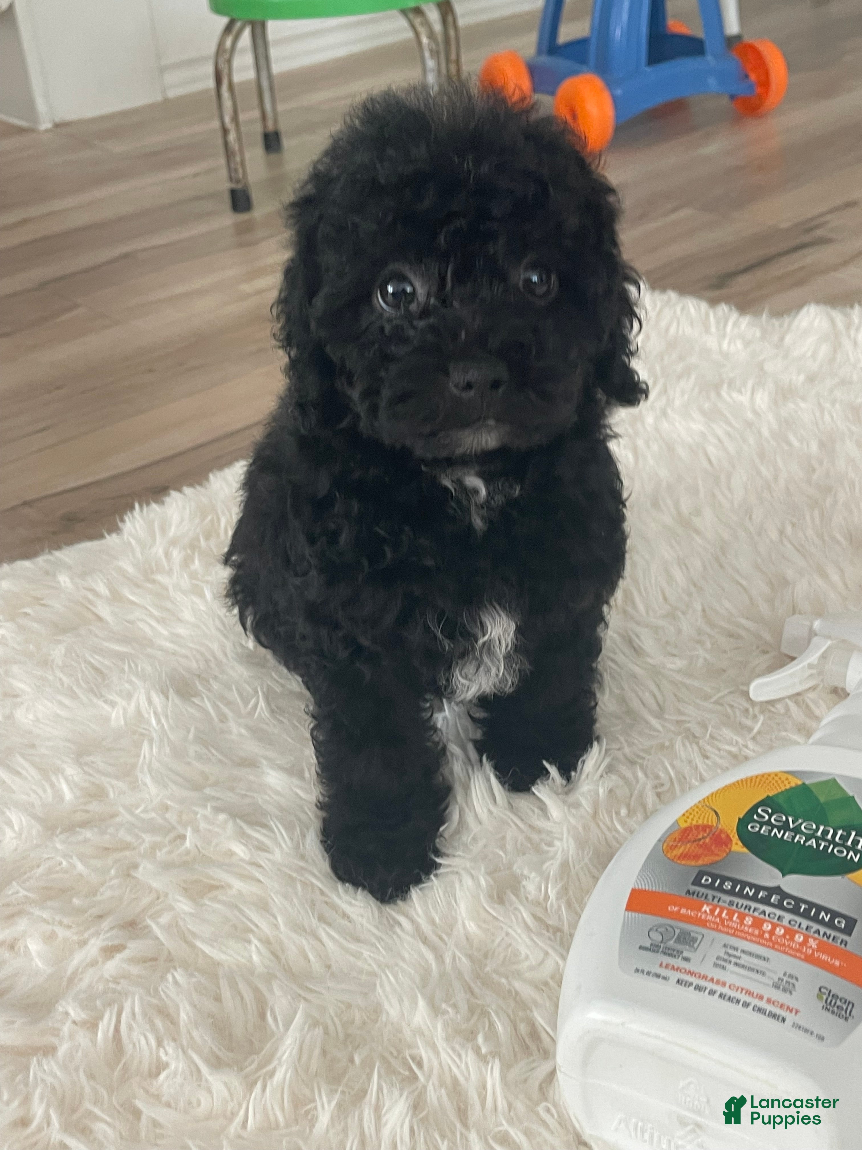 Toy Poodle dogs Toy Poodle Puppy 2 - Ad 14