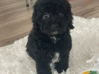 Toy Poodle dogs Toy Poodle Puppy 2 - Ad 14