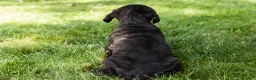 Cane Corso dogs for sale: Remington  - Ad 6