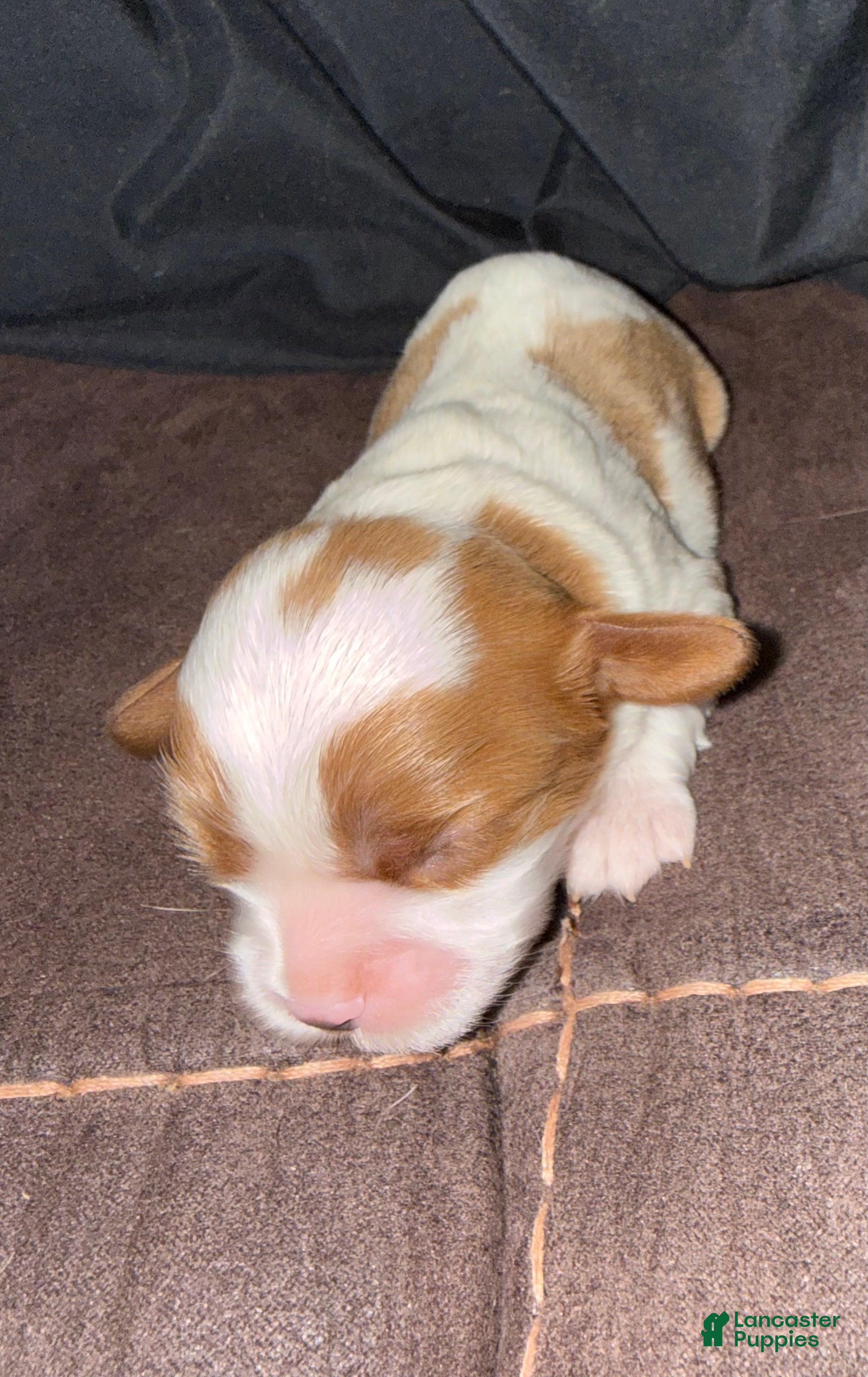 Cavalier King Charles Spaniel - Carla