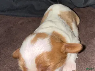 Cavalier King Charles Spaniel dogs Cavalier King Charles Spaniel - Carla - Ad 5