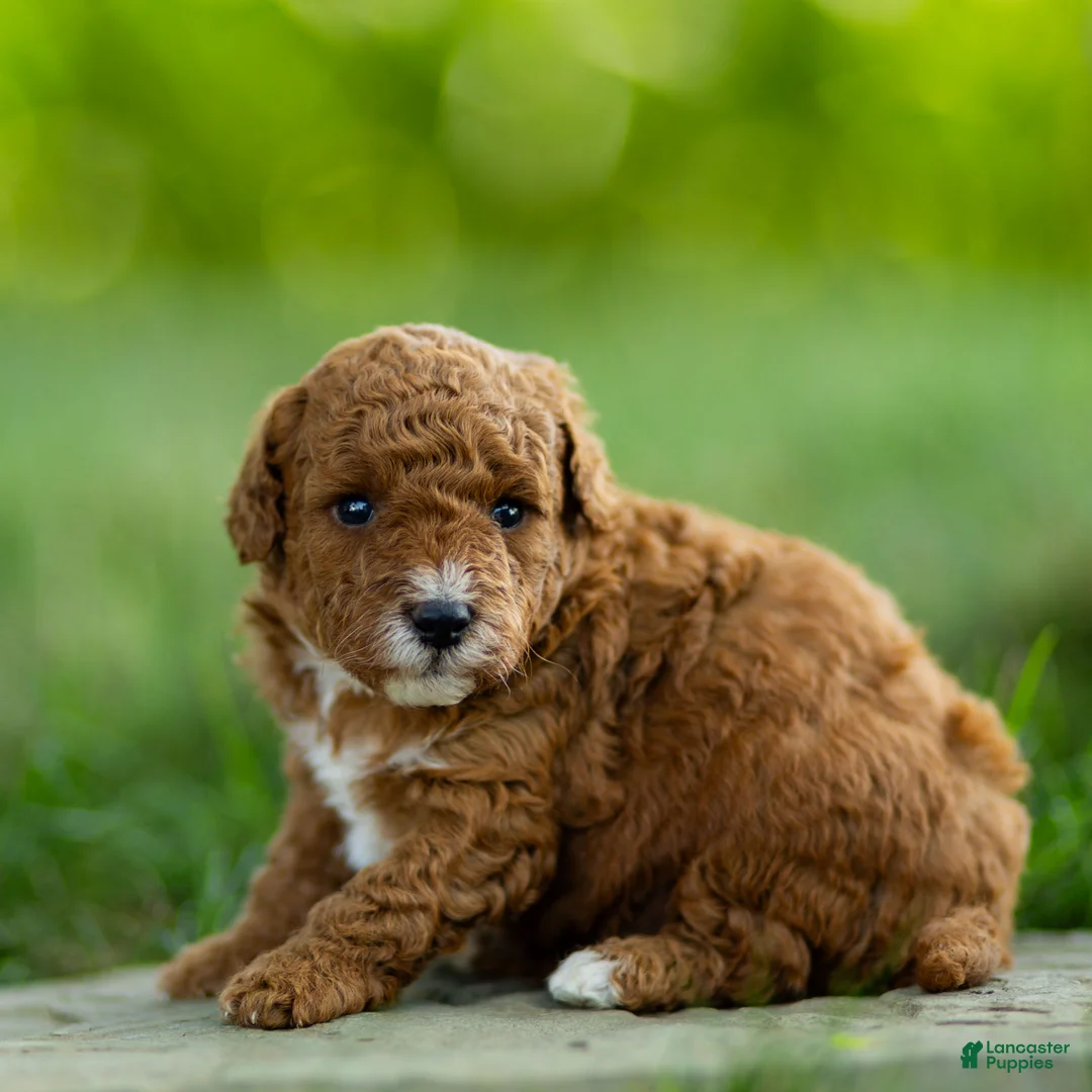 Labradoodle dogs for sale: Bean Labradoodle  - Ad 2