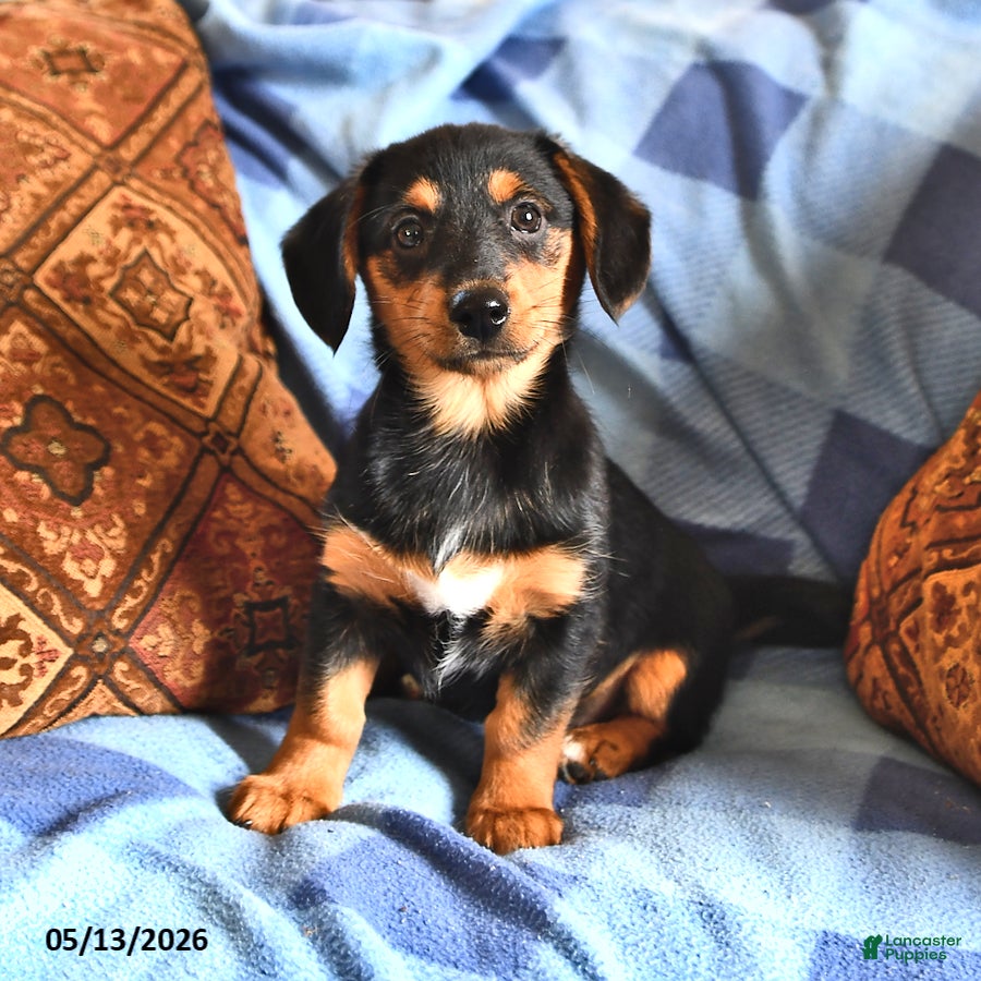 Miniature Dachshund dogs Mabel - Ad 2