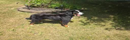 Bernese Mountain Dog dogs for sale: Belle - Ad 19