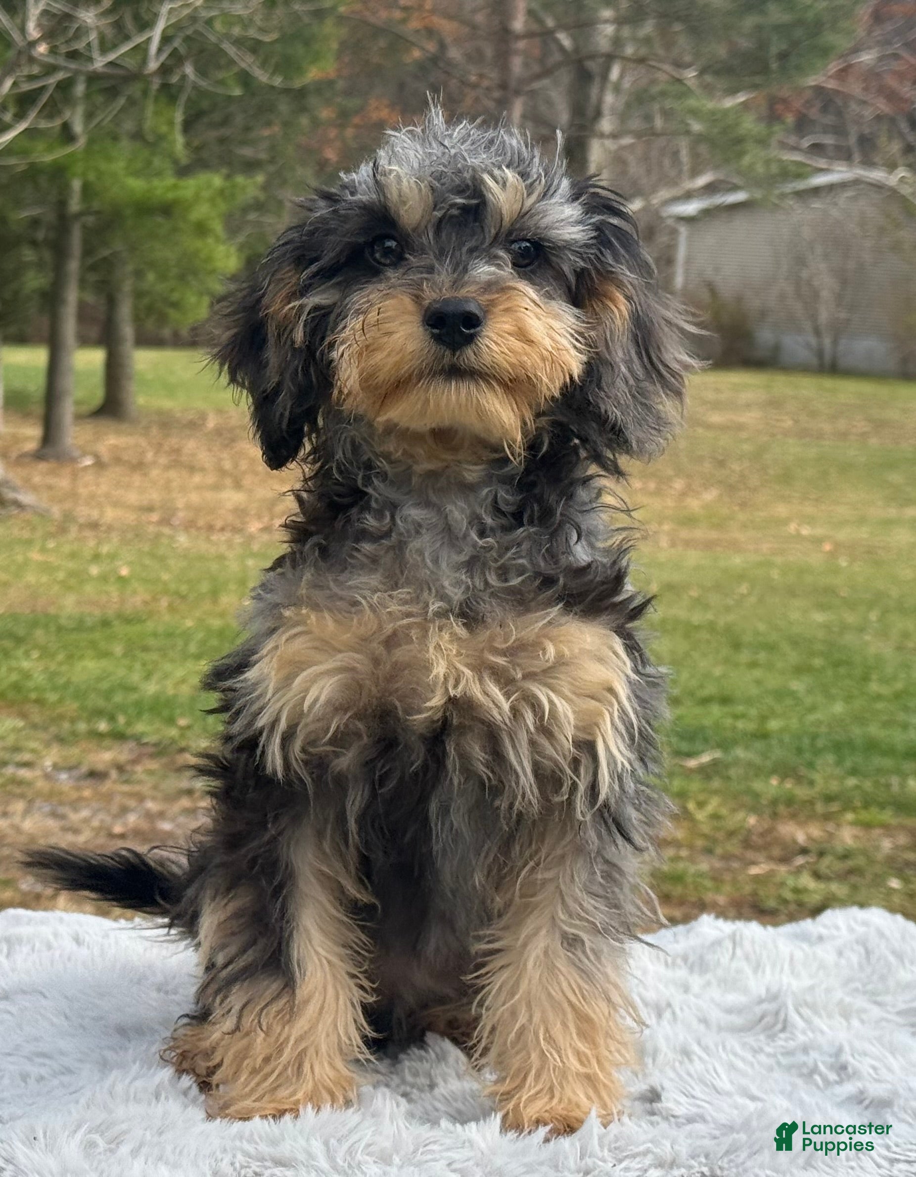 Cavapoo dogs Sugar - Ad 4