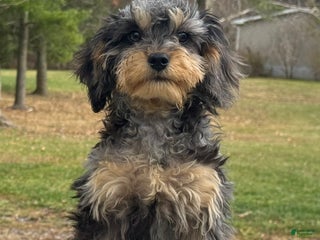 Cavapoo dogs Sugar - Ad 26