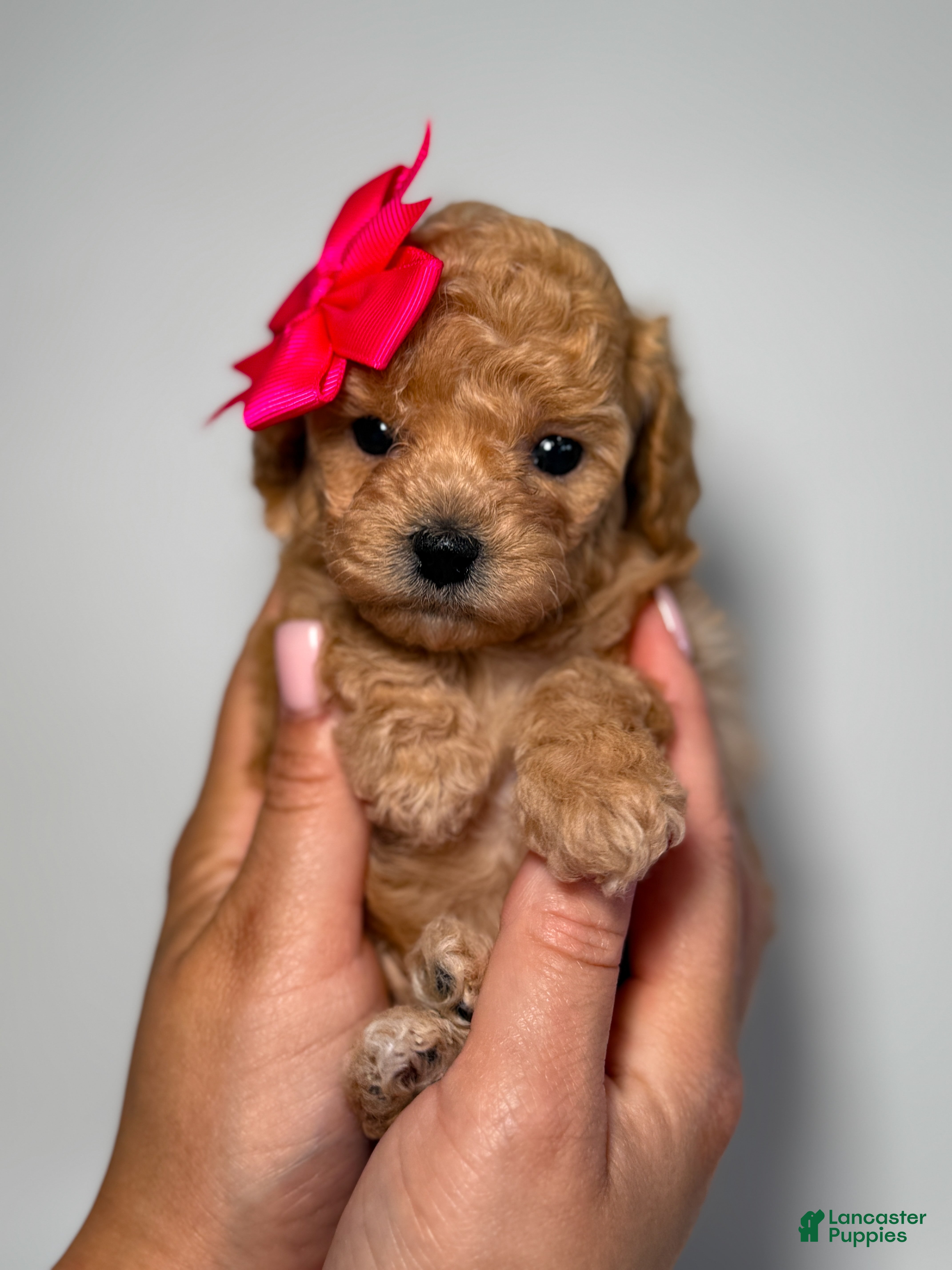 Toy Poodle dogs for sale: Tiny Leila  - Ad 2