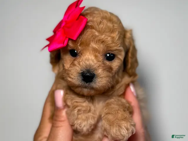 Toy Poodle dogs for sale: Tiny Leila - Ad 2