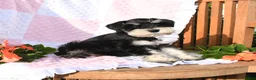 Schnauzer dogs for sale: Taylor - Ad 3