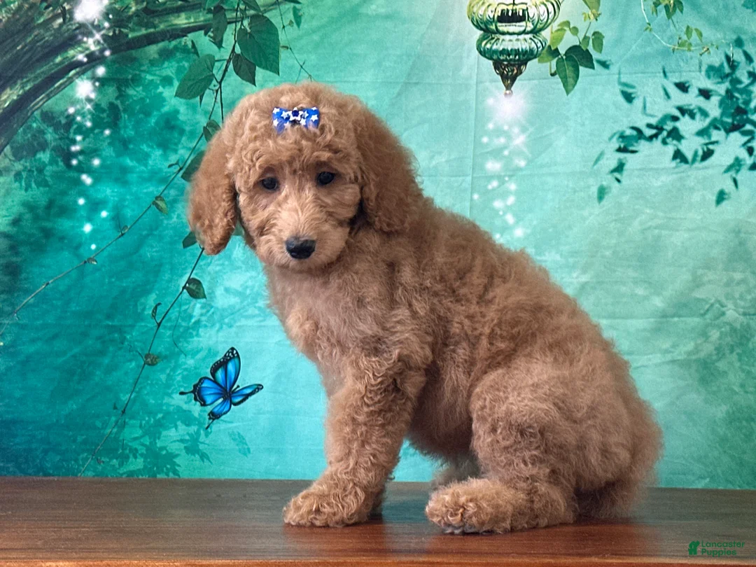 Goldendoodle dogs for sale: Princess - Ad 2
