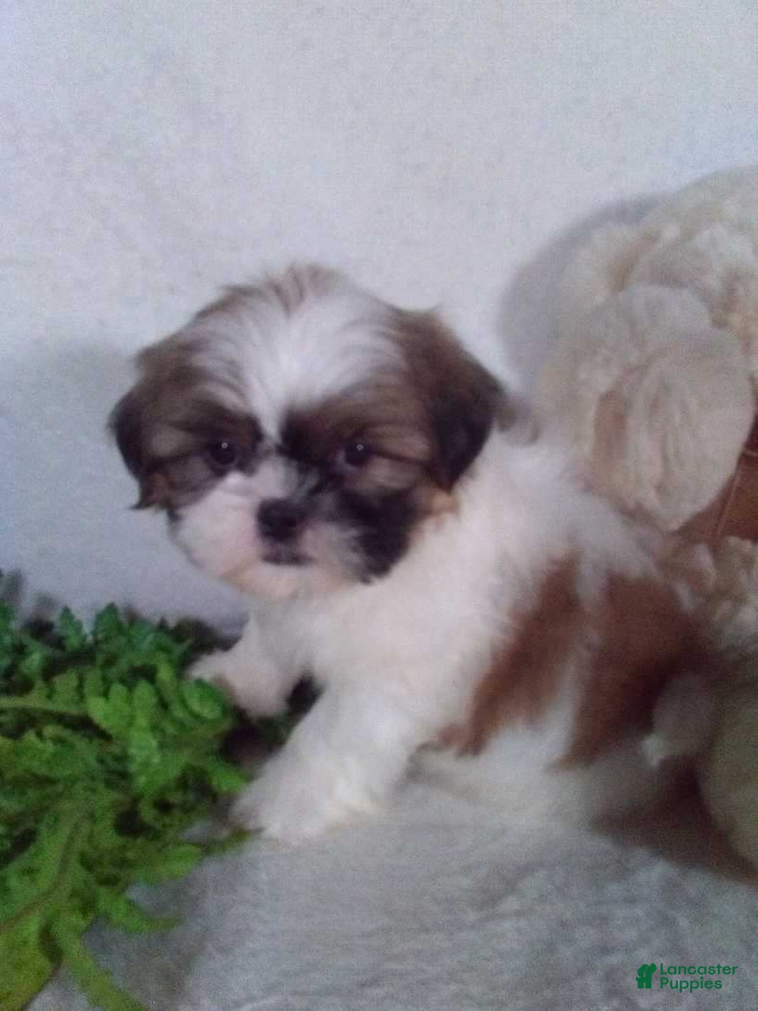 Shih Tzu dogs for sale: Cleo - Ad 5