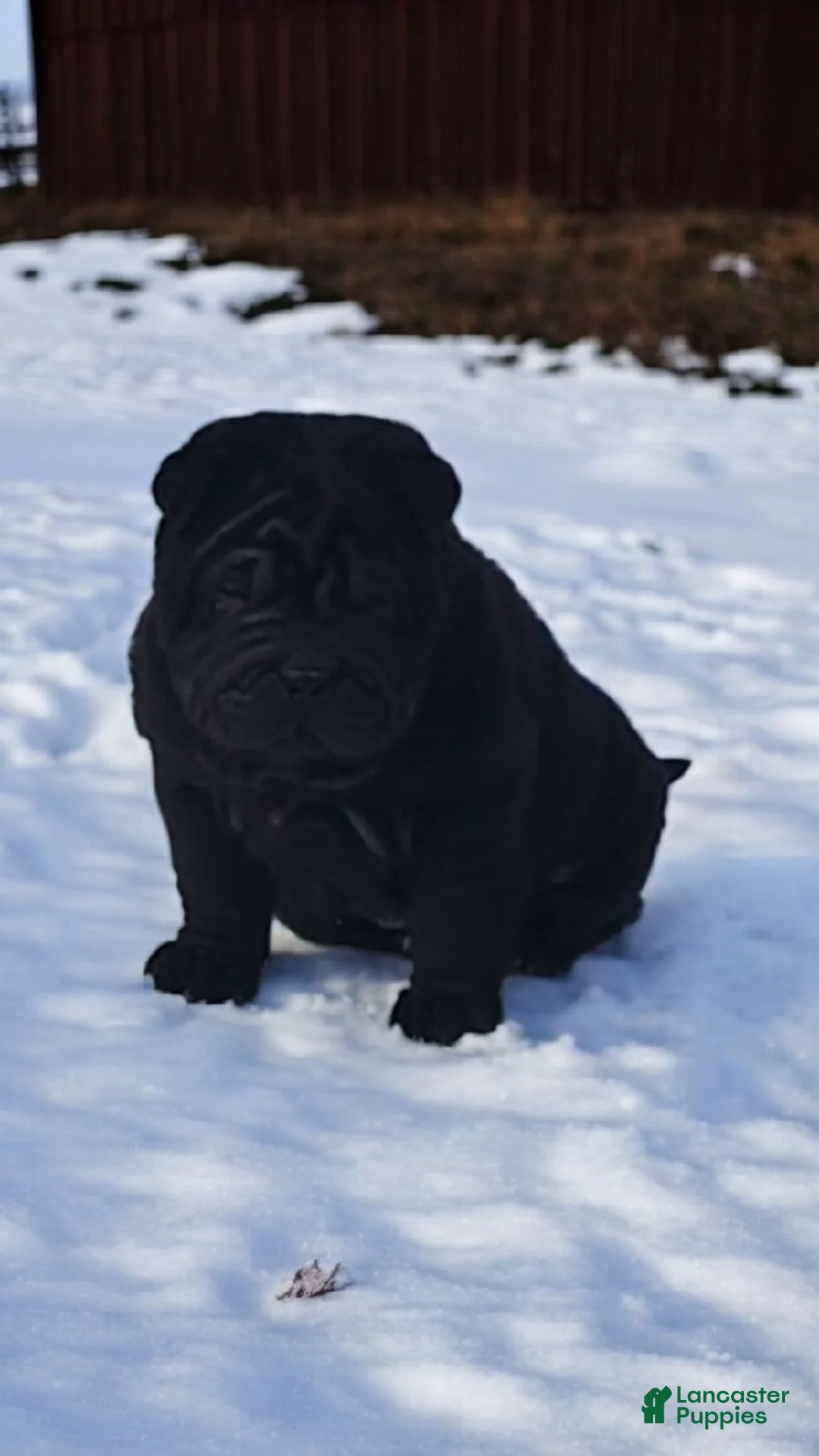 Shar Pei dogs for sale: Raven mini  - Ad 15