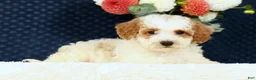 Bichpoo dogs for sale: Eric - Ad 5