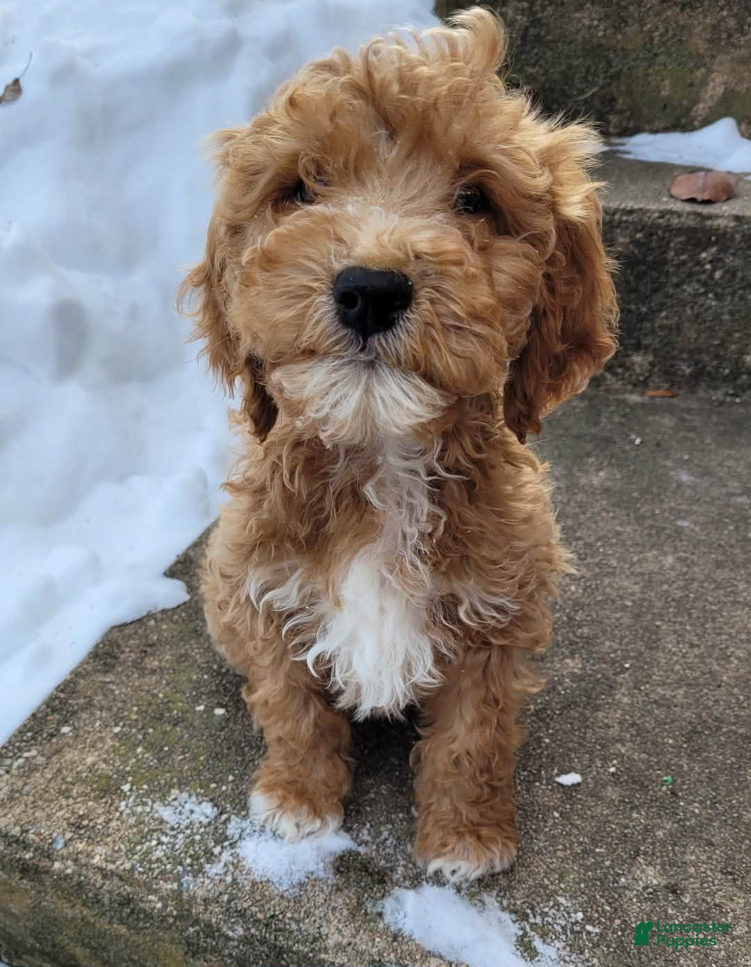 Goldendoodle dogs Teddy Bear - Ad 16