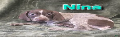 NINA