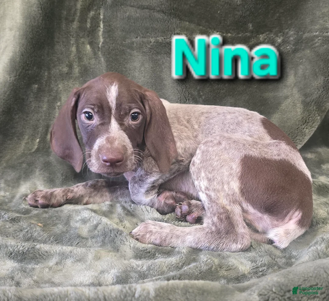 German Shorthaired Pointer dogs for sale: NINA - Ad 1