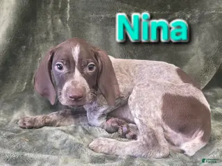 German Shorthaired Pointer dogs NINA - Ad 24