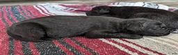 Newfoundland dogs for sale: Hero - Ad 31