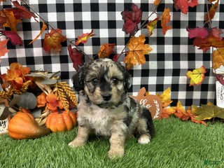 Mixed Breed dogs - Ad 40