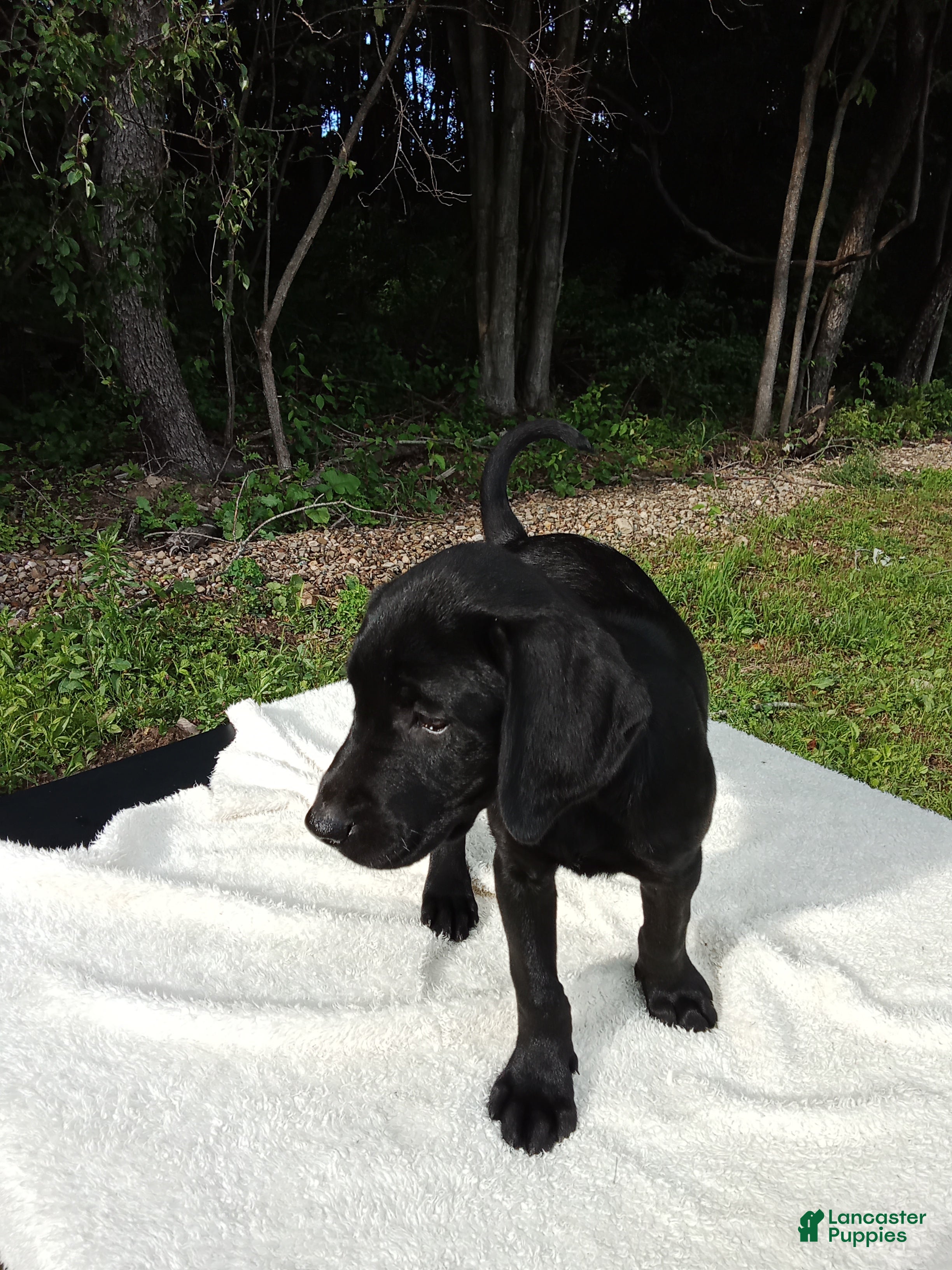 Labrador Retriever dogs Rory - Ad 1