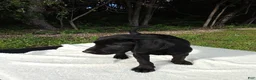 Labrador Retriever dogs for sale: Rory - Ad 5