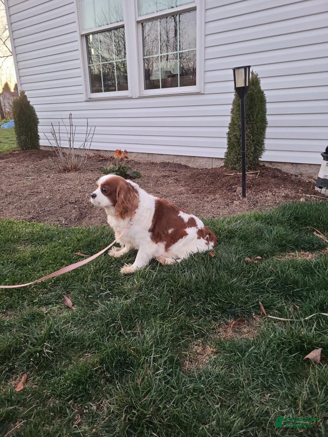 Cavapoo dogs for sale: Lilly - Ad 8