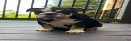 English Bulldog dogs for sale: Raven - Ad 5