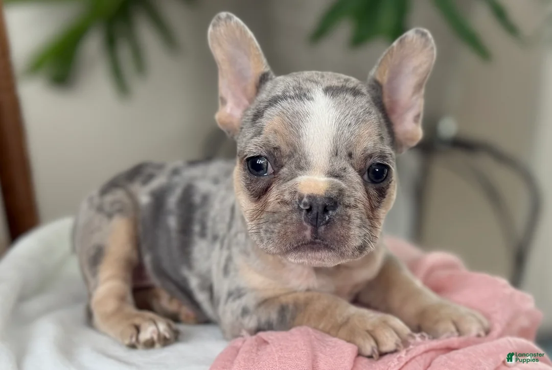 French Bulldog dogs for sale: Willow - Ad 1
