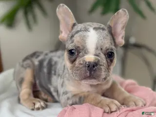 French Bulldog dogs Willow - Ad 2