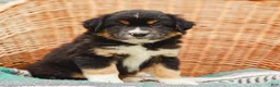 Miniature Australian Shepherd dogs for sale: Murphy - Ad 1
