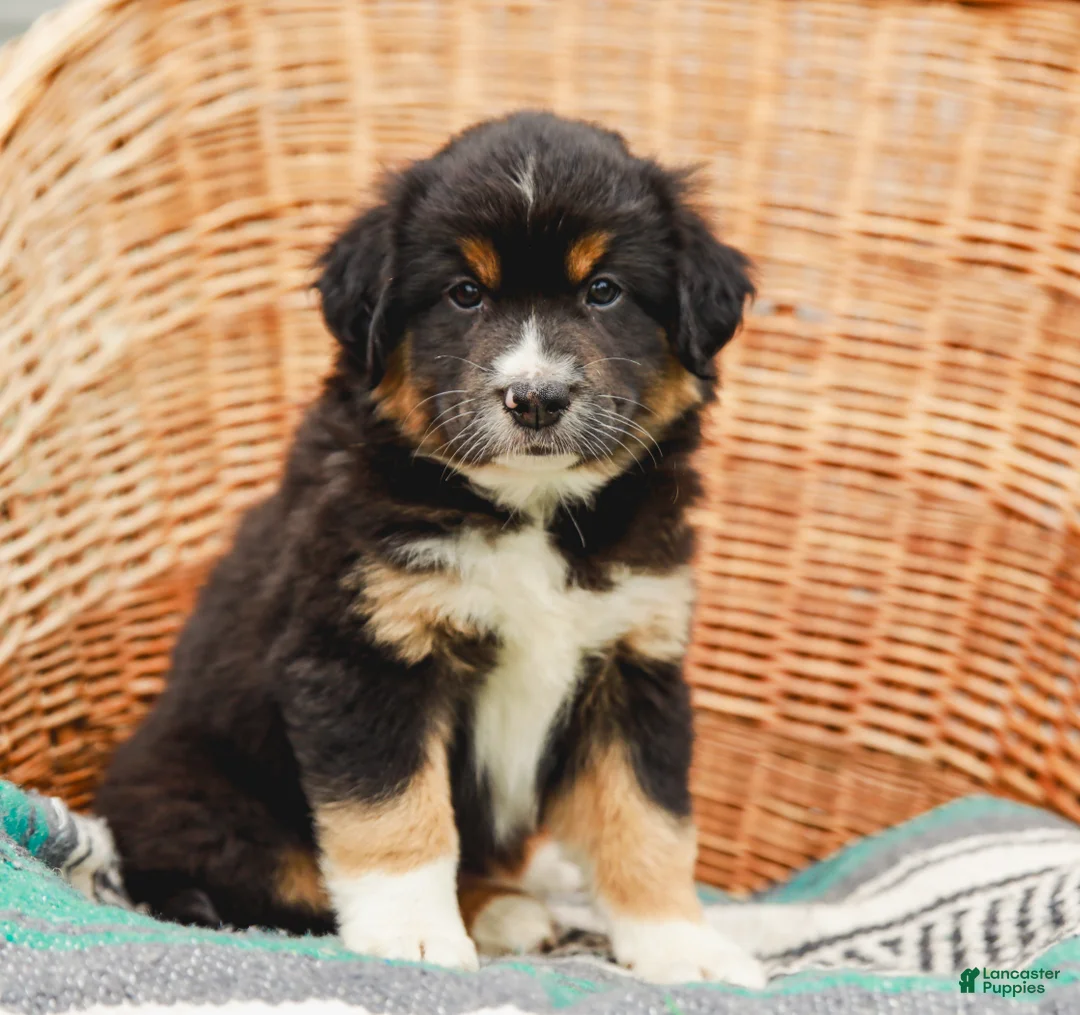 Miniature Australian Shepherd dogs for sale: Murphy - Ad 1
