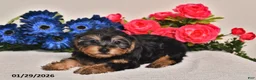 Yorkiepoo dogs for sale: Cassidy - Ad 3