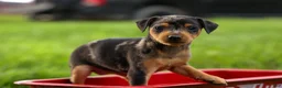 Miniature Pinscher dogs for sale: AMY - Ad 4