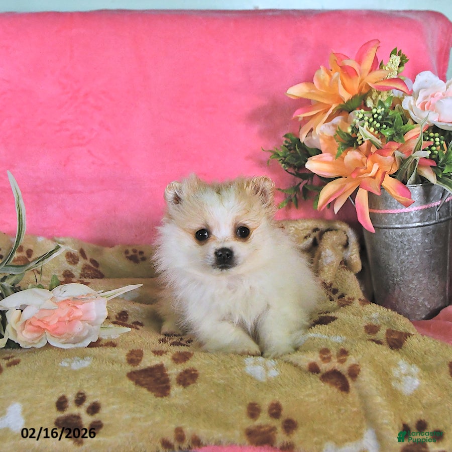 Pomeranian dogs Sherry - Ad 2