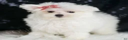 Maltese dogs for sale: Fendi - Ad 5
