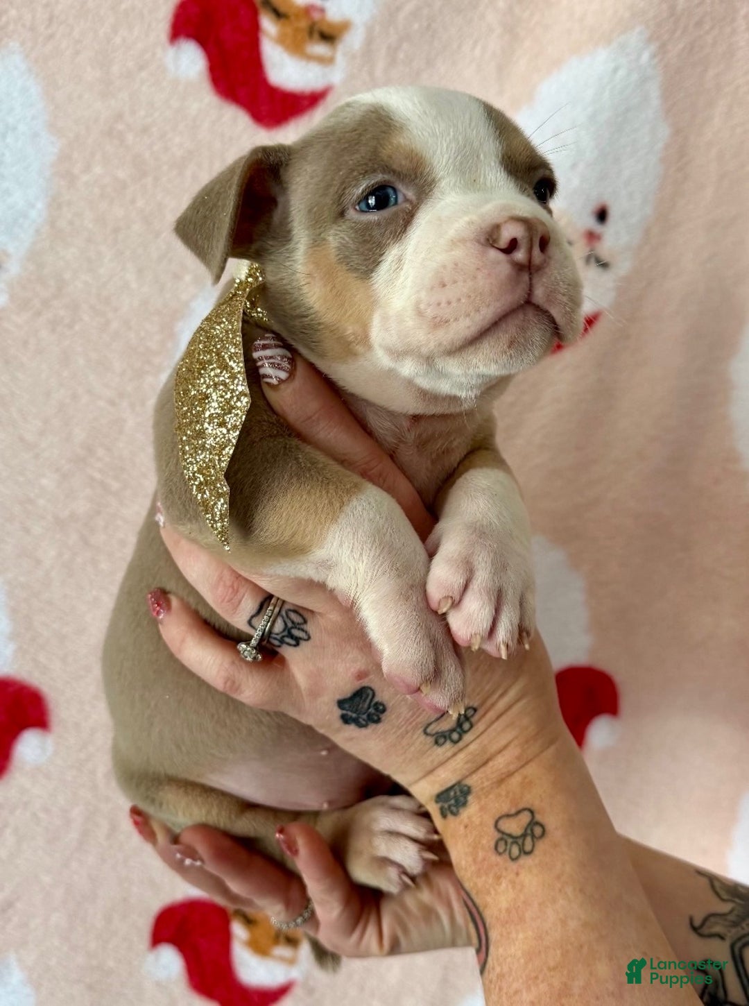 American Bully dogs for sale: Layla - Ad 2