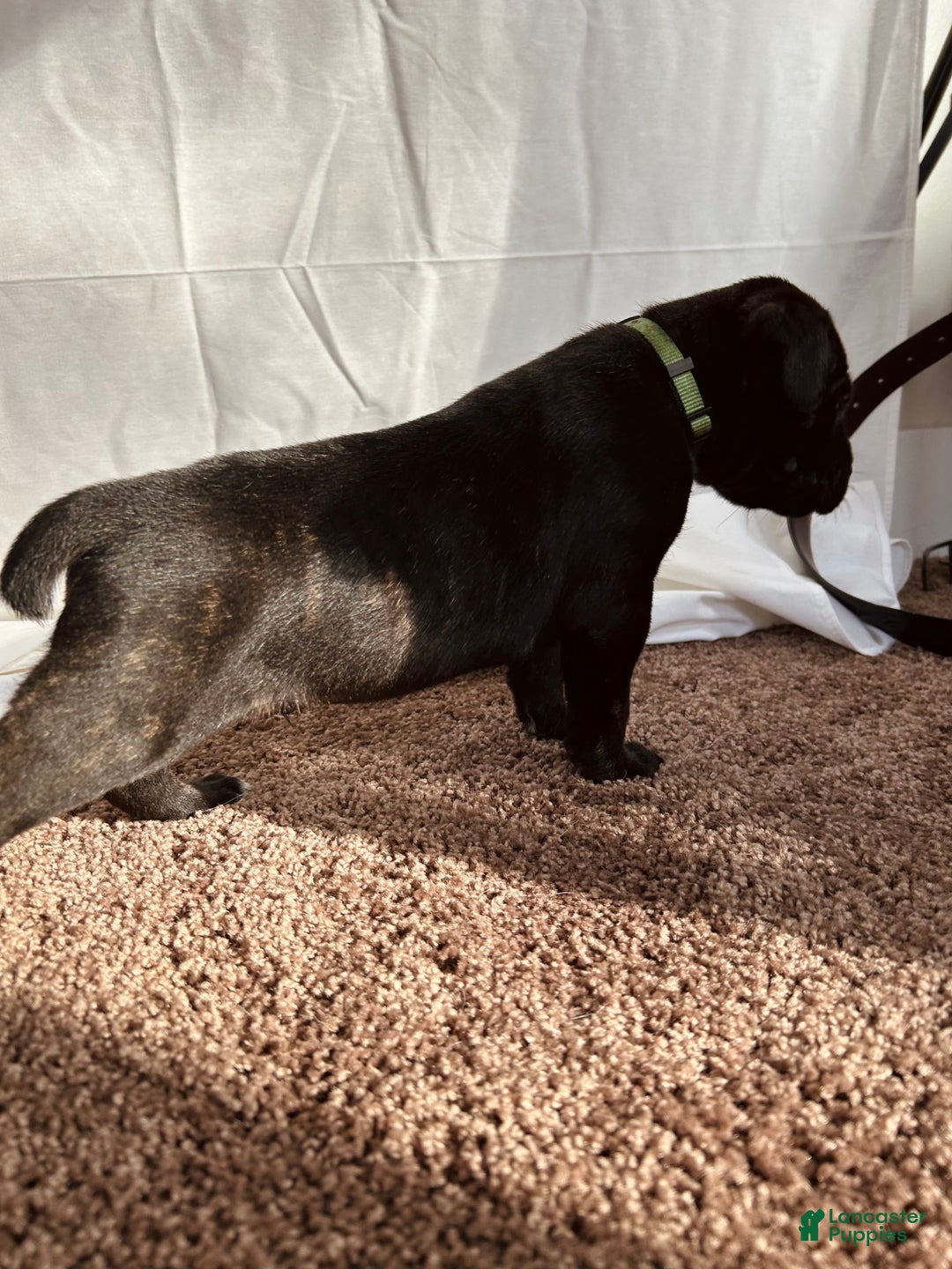 Cane Corso dogs for sale: Apollo - Ad 3