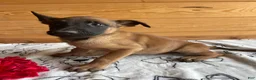 Belgian Malinois dogs for sale: Kona - Ad 2