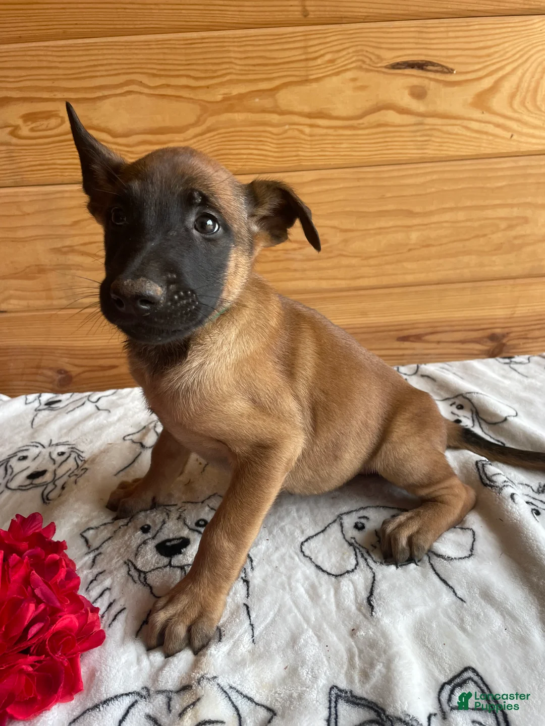 Belgian Malinois dogs for sale: Kona - Ad 2
