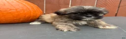 Shih Tzu dogs for sale: Waffle - Ad 6