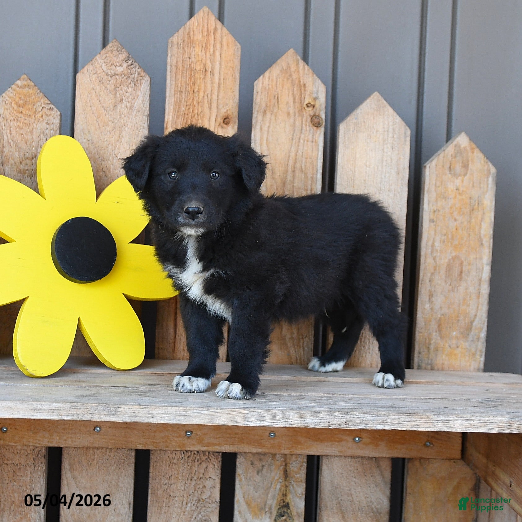 Mixed Breed dogs Gordon - Ad 2
