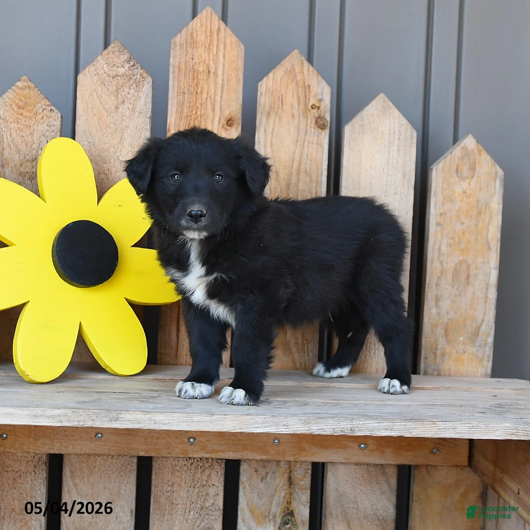 Mixed Breed dogs for sale: Gordon - Ad 1
