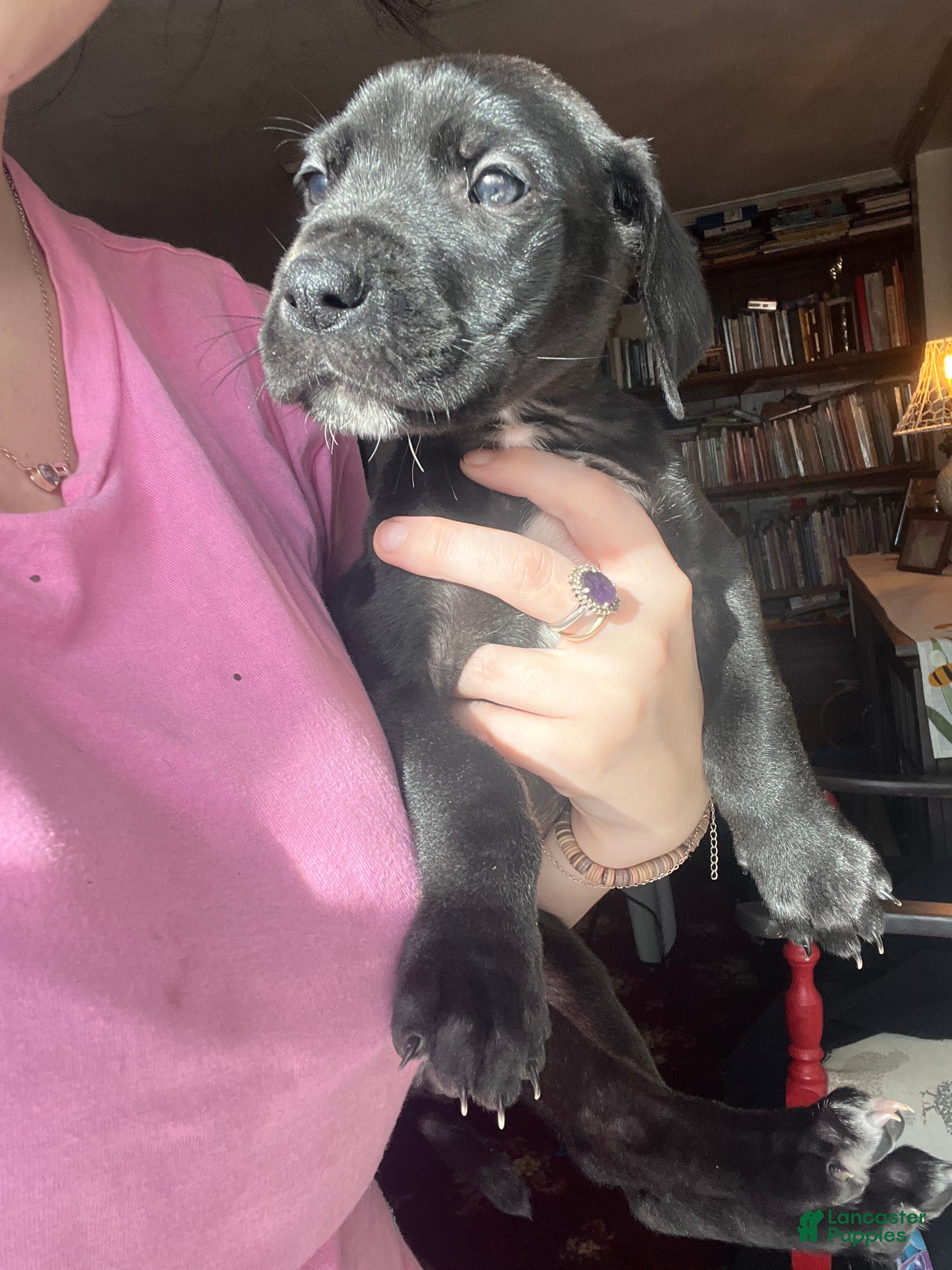 Great Dane dogs Great Dane Puppy 4  - Ad 35