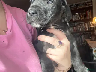 Great Dane dogs Great Dane Puppy 4 - Ad 35