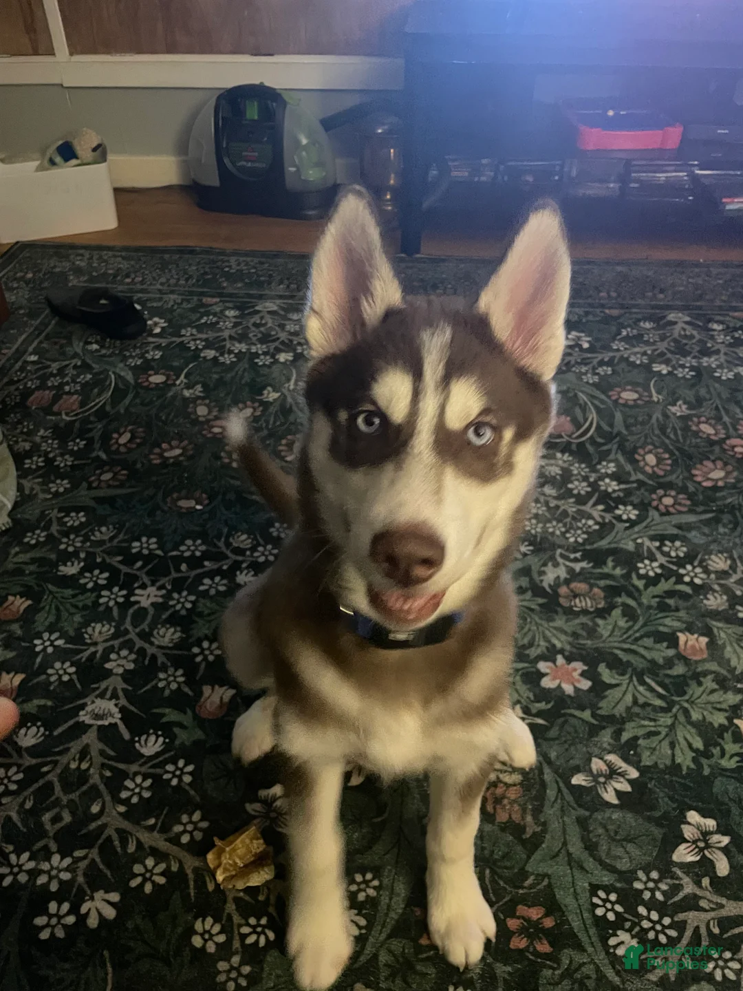 Siberian Husky dogs for sale: AKC Siberian Husky - Idris - Ad 3