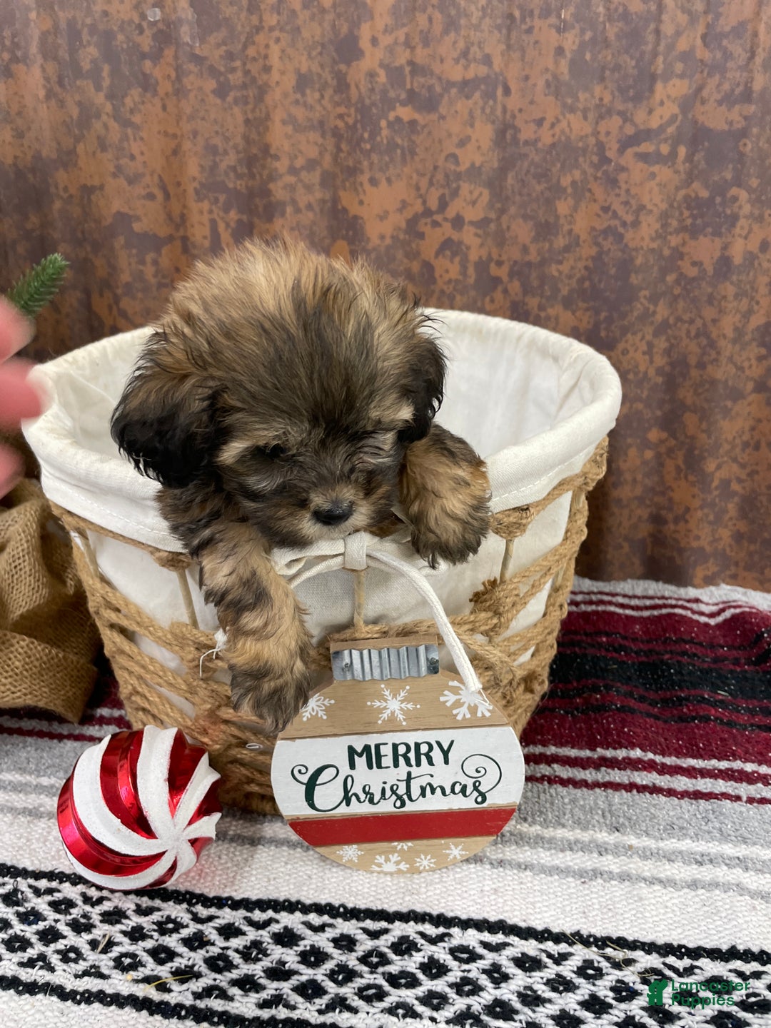 Shihpoo dogs for sale: Camden  - Ad 2