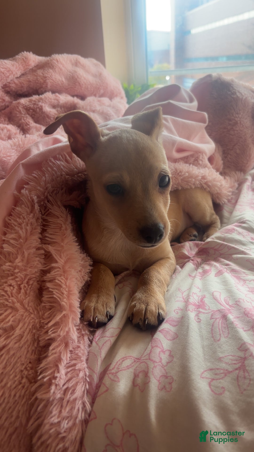 Mixed Breed dogs for sale: Cooper - Ad 2