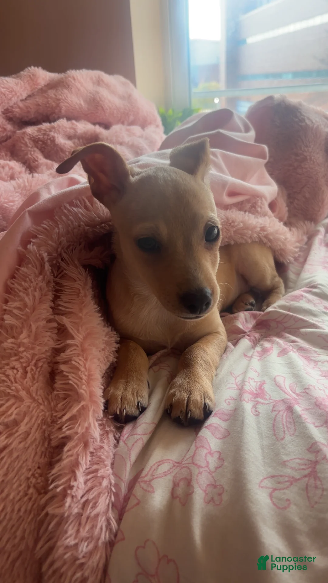 Mixed Breed dogs for sale: Cooper - Ad 2