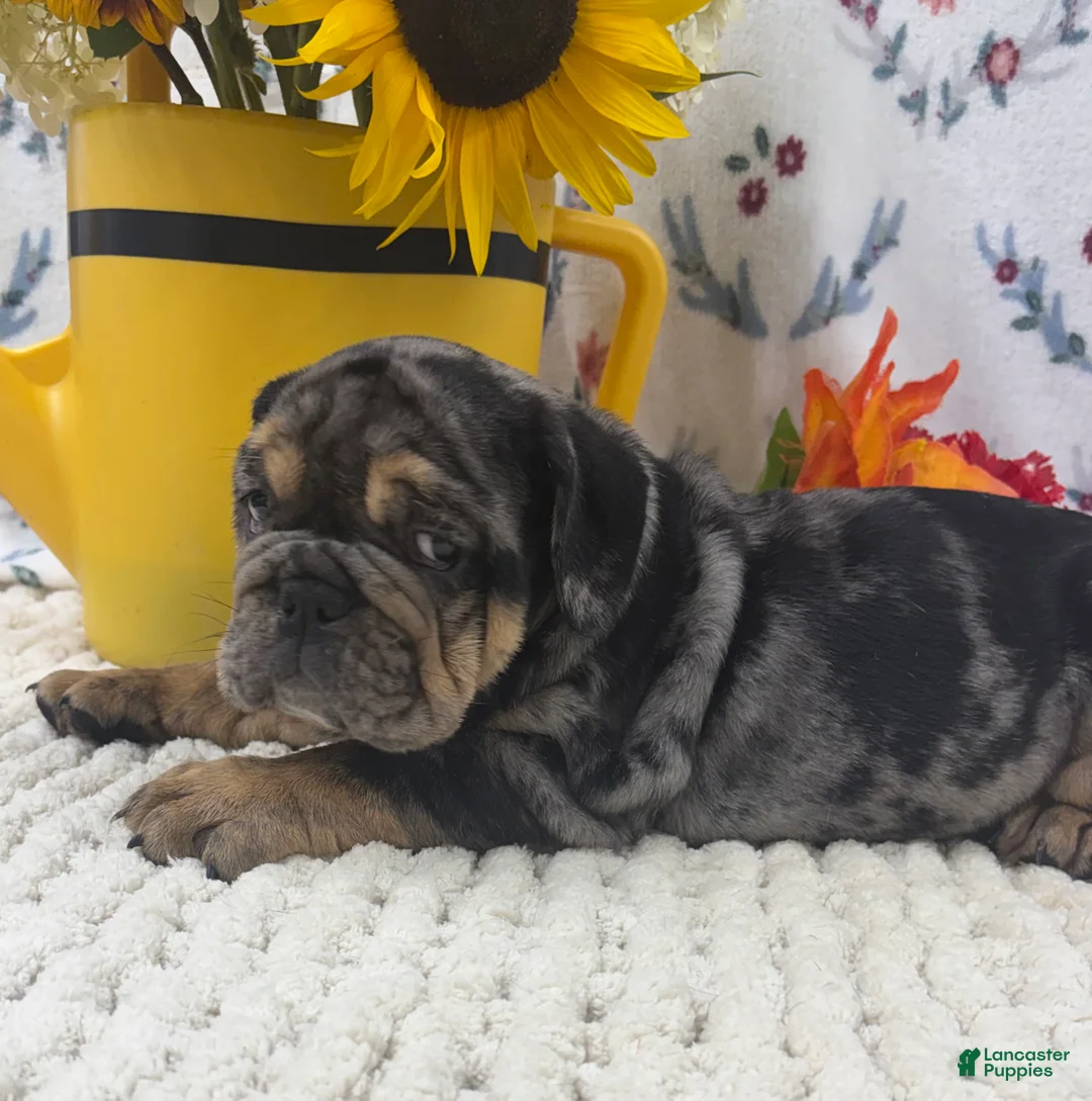 English Bulldog dogs for sale: Randell - Ad 2